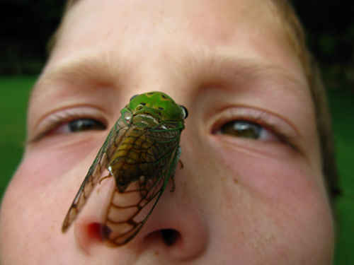 Bug on Face